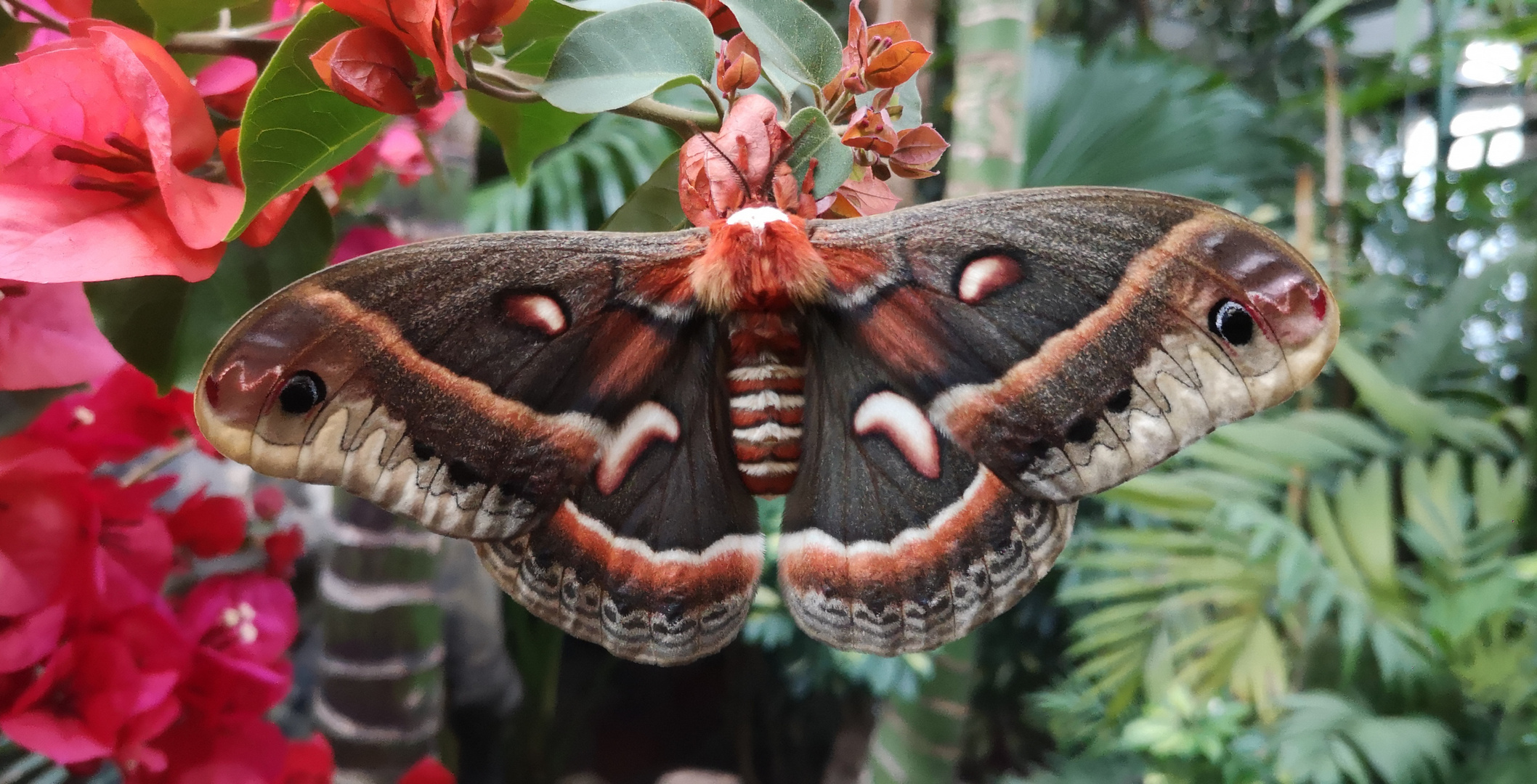 Hyalophora cecropia