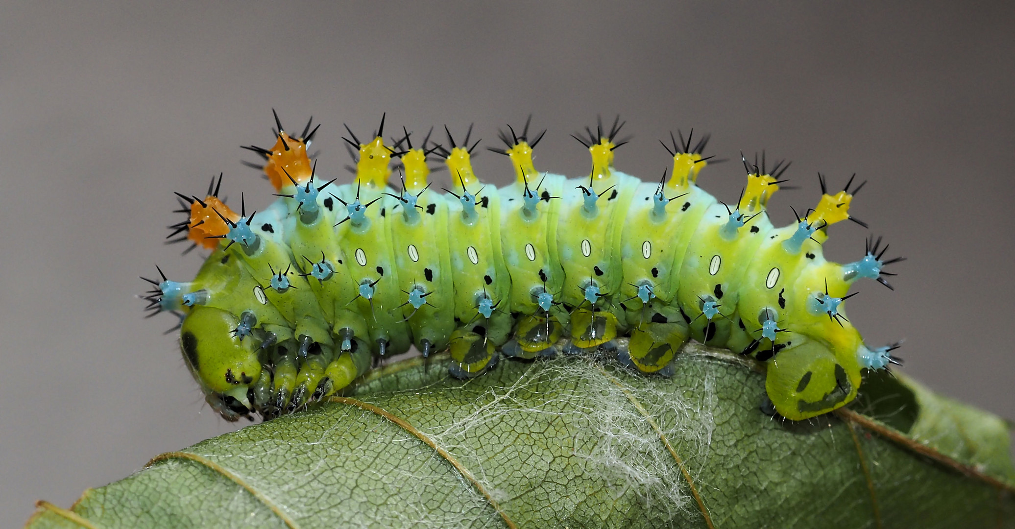 Hyalophora cecropia