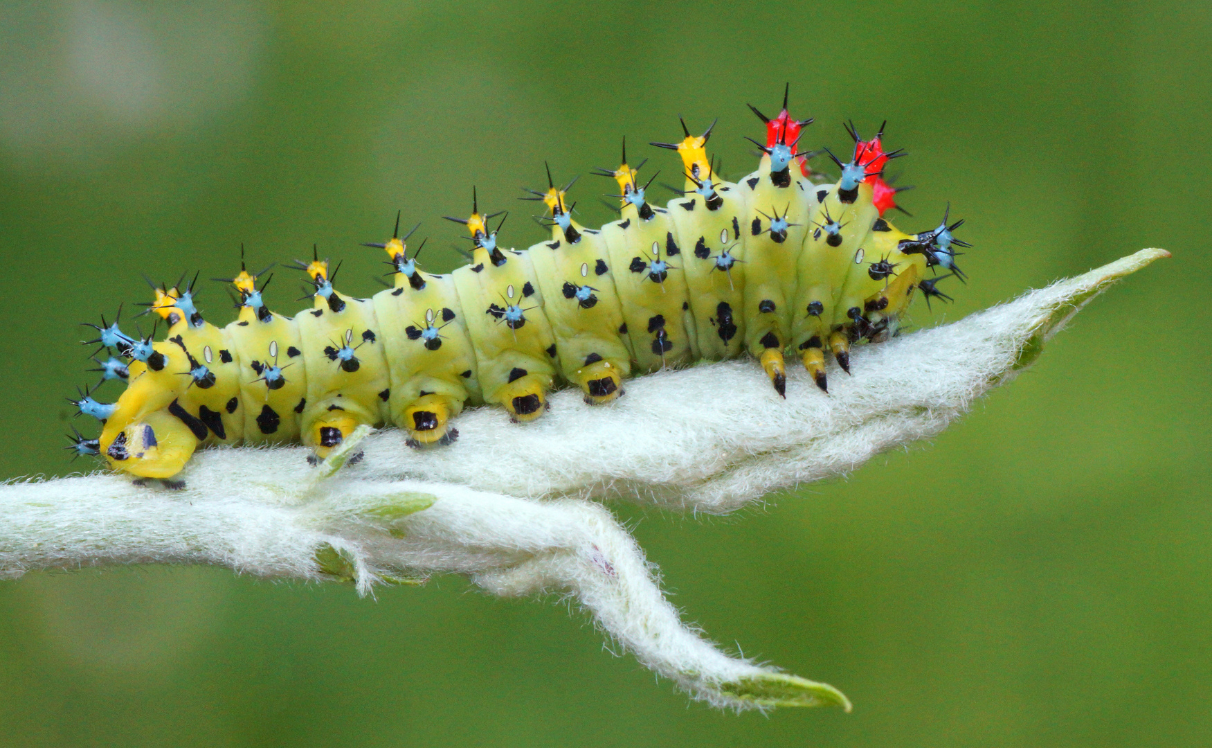 Hyalophora cecropia