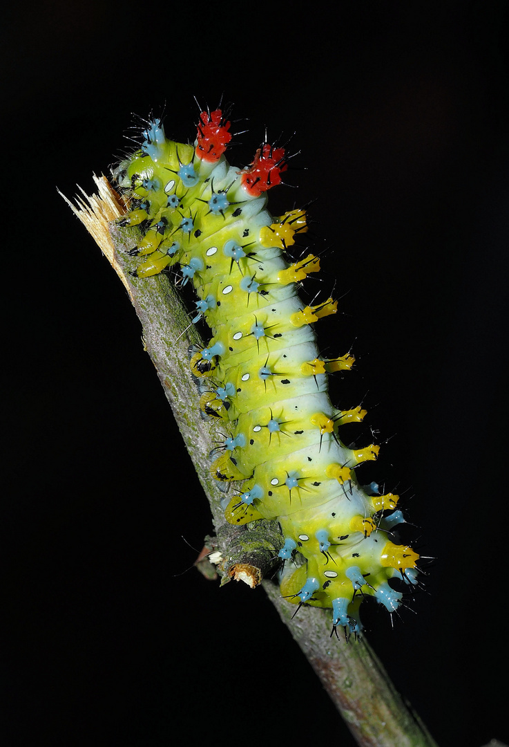 Hyalophora cecropia