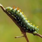 Hyalophora cecropia