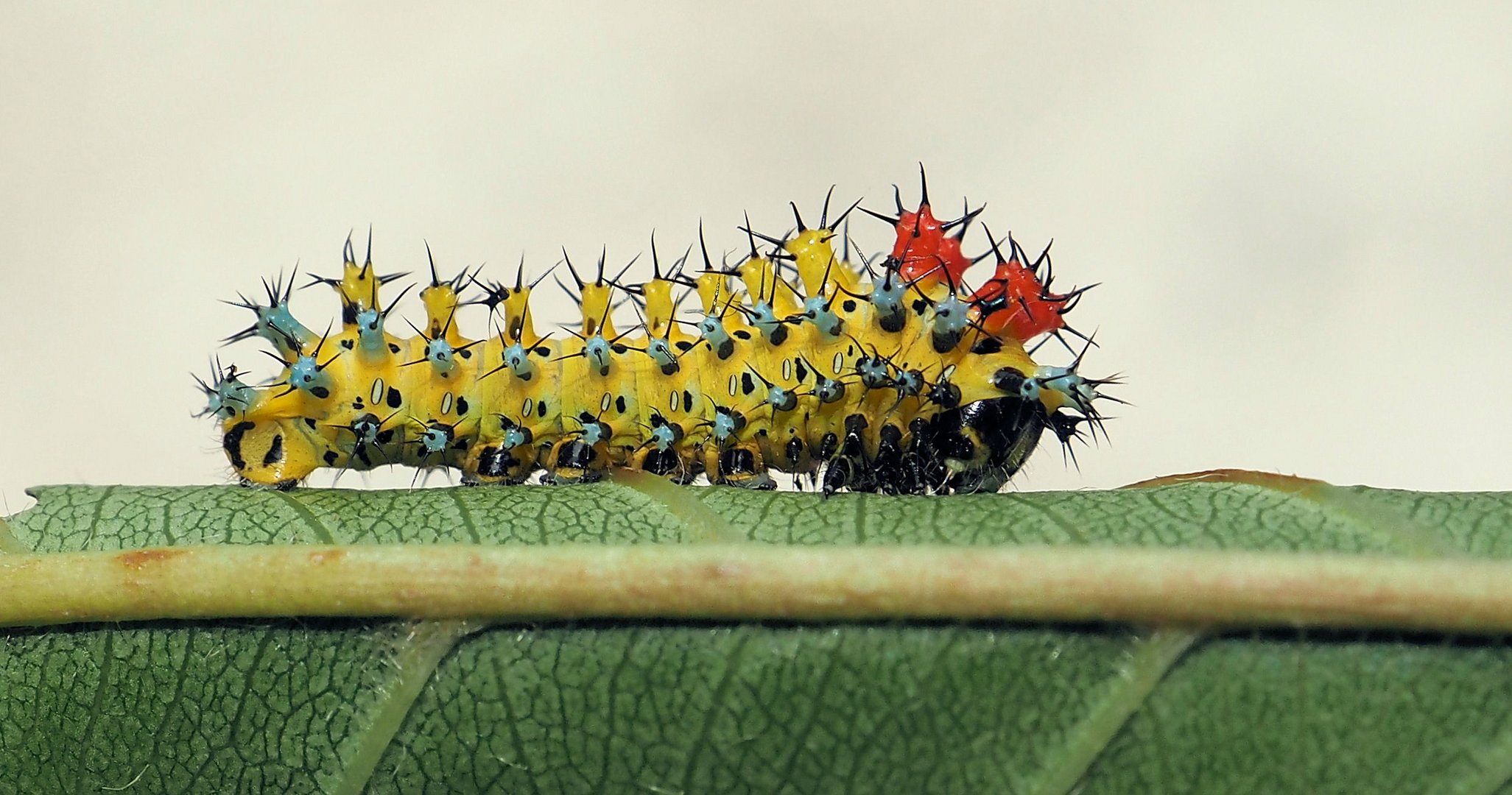 Hyalophora cecropia