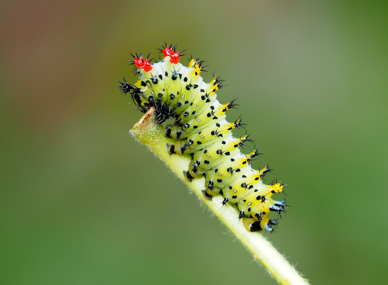 Hyalophora cecropia oder doch ein Feuerwehrauto?