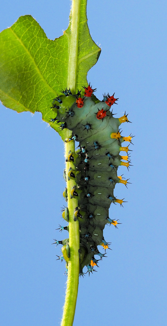 Hyalophora cecropia Raupe 