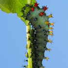 Hyalophora cecropia Raupe 