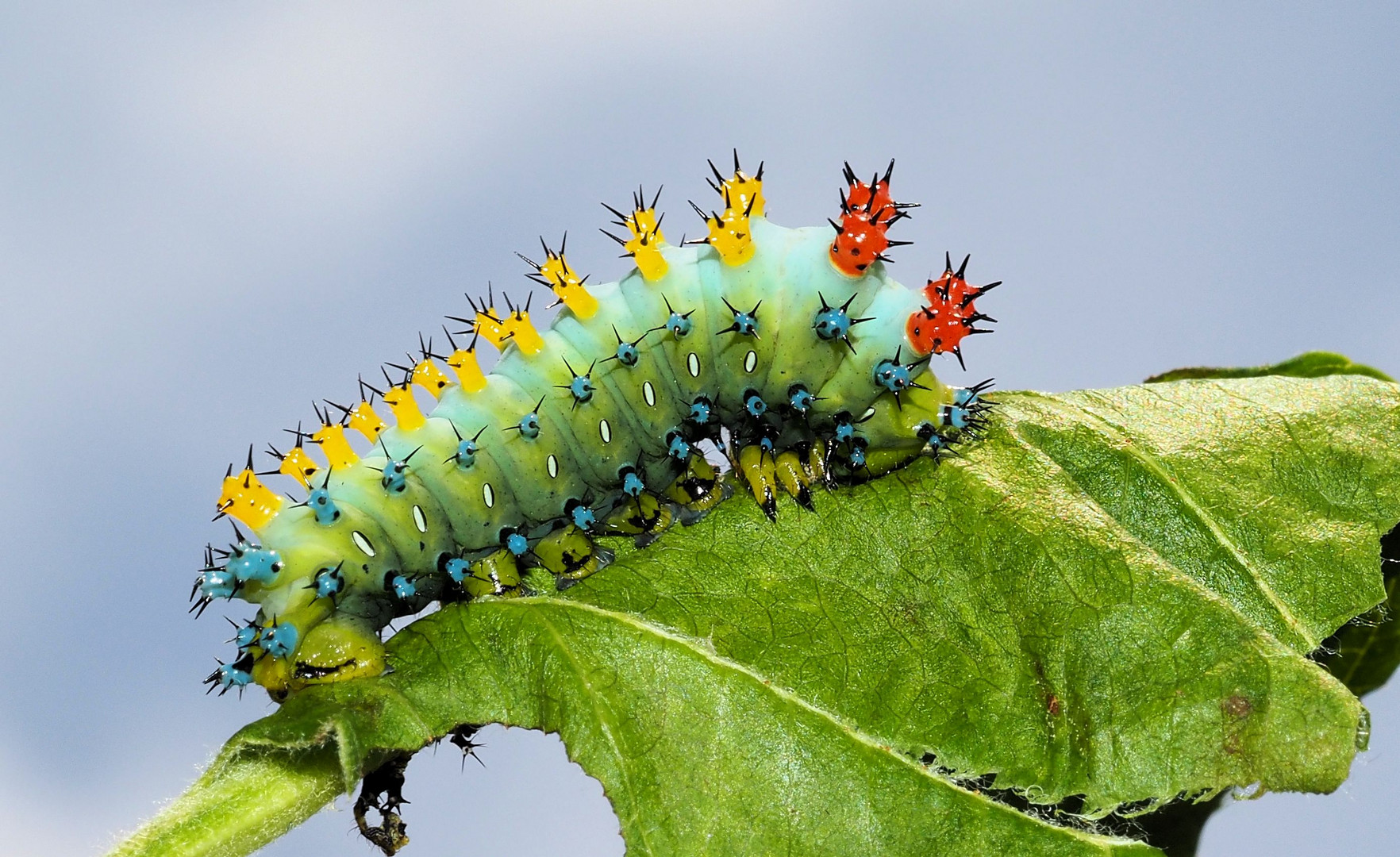 Hyalophora cecropia Raupe