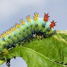 Hyalophora cecropia Raupe