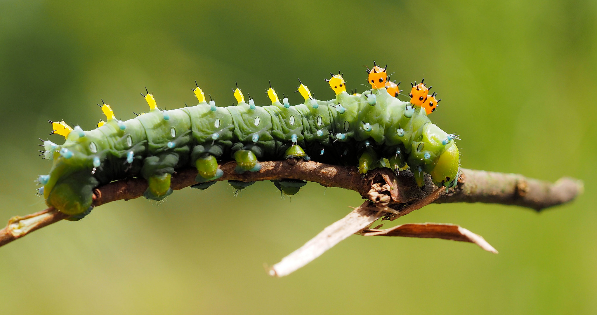 Hyalophora cecropia Raupe