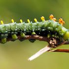 Hyalophora cecropia Raupe