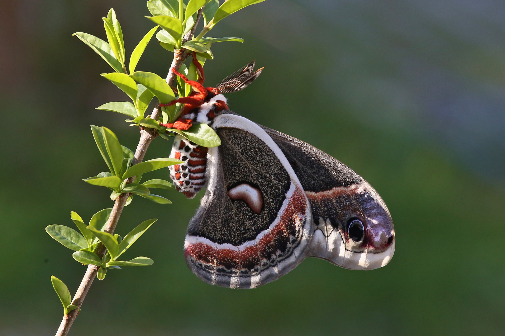 Hyalophora columbia gloveri (2017_04_22_EOS 6D_4887_ji)