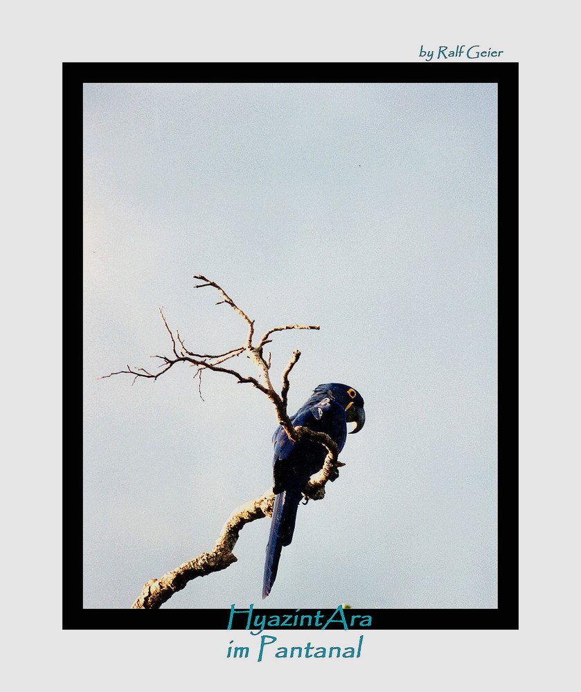 Hyazint-Ara (Anodorhynchus hyacinthinus) ; Brasiliens blaue Papageien