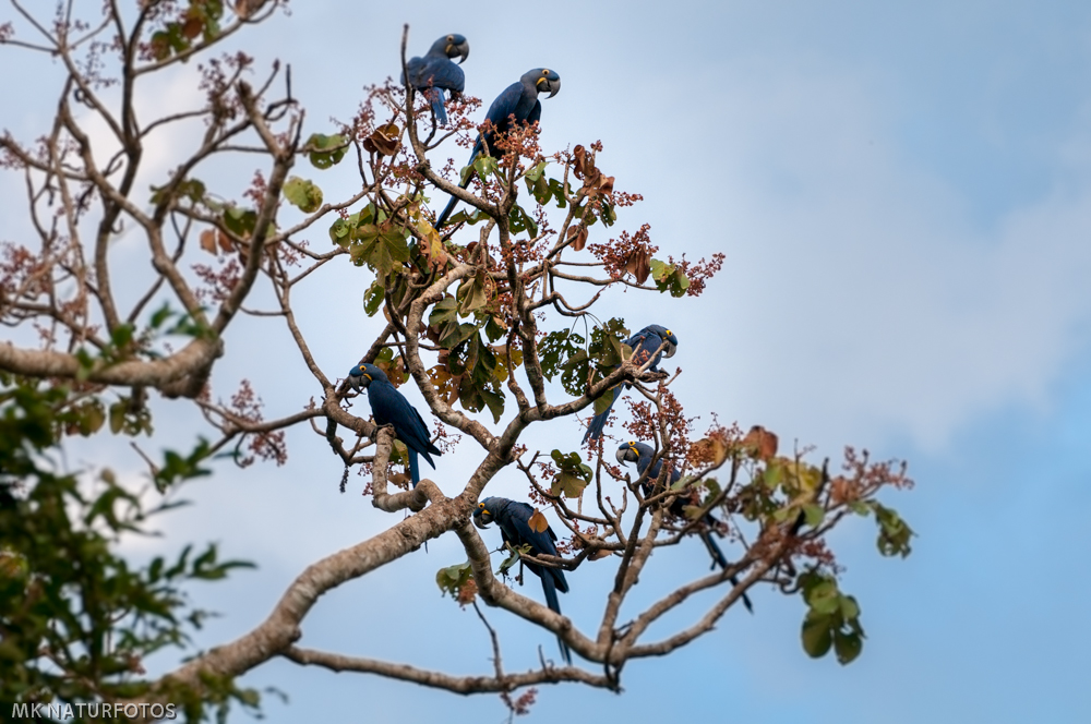 Hyazintaras Brasiien Pantanal