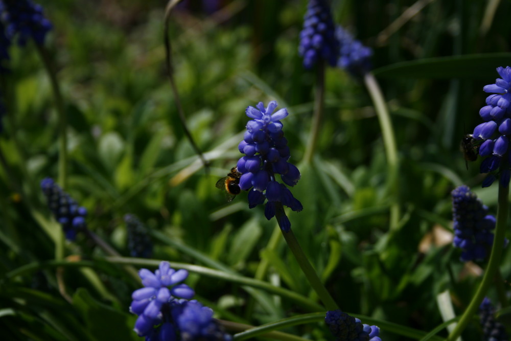 Hyazinte mit Hummel