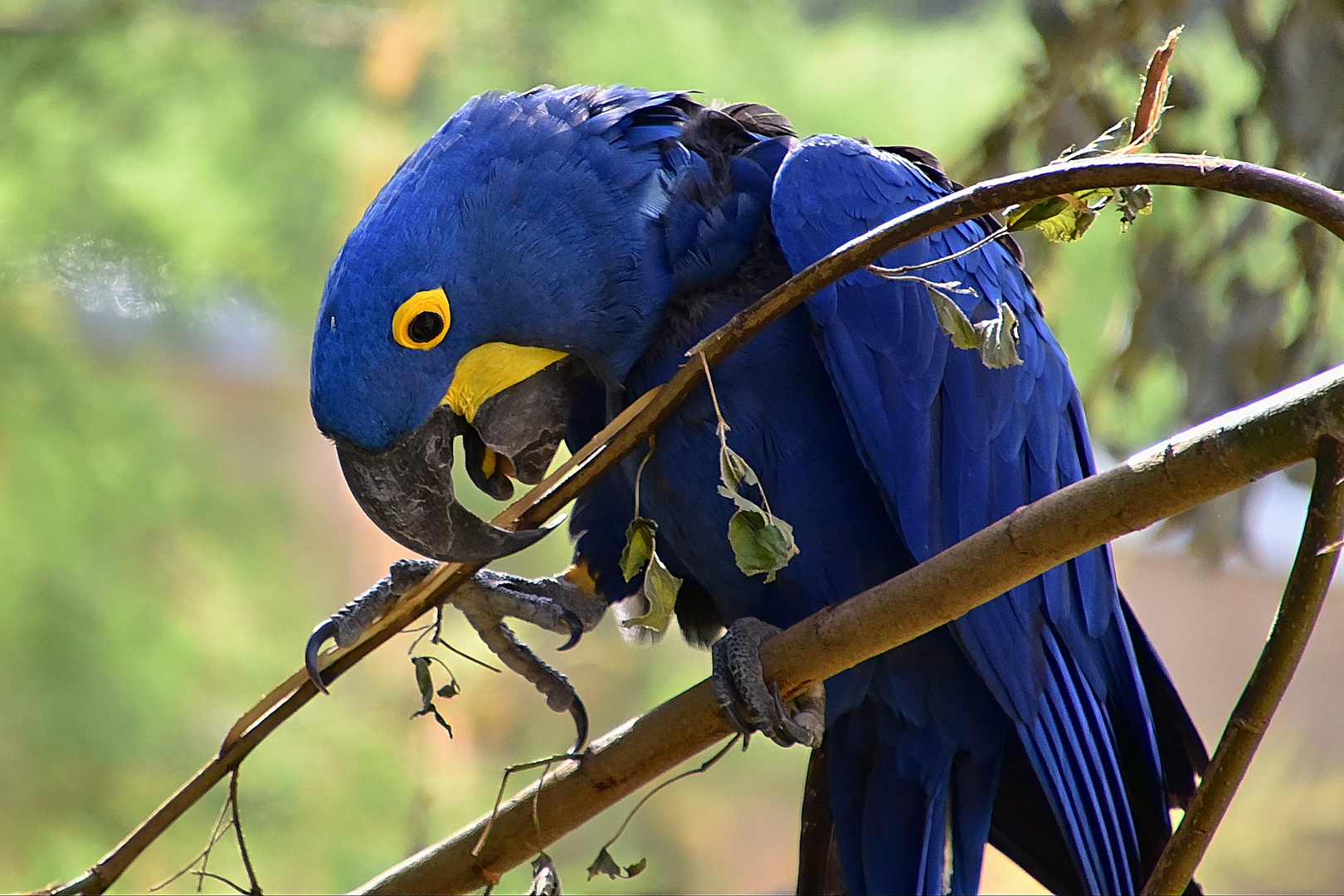 Hyazinth-Ara (Anodorhynchus hyacinthinus)