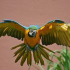 Hyazinth-Ara bei der Flugshow im Kölner Zoo