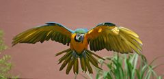 Hyazinth-Ara bei der Flugshow im Kölner Zoo