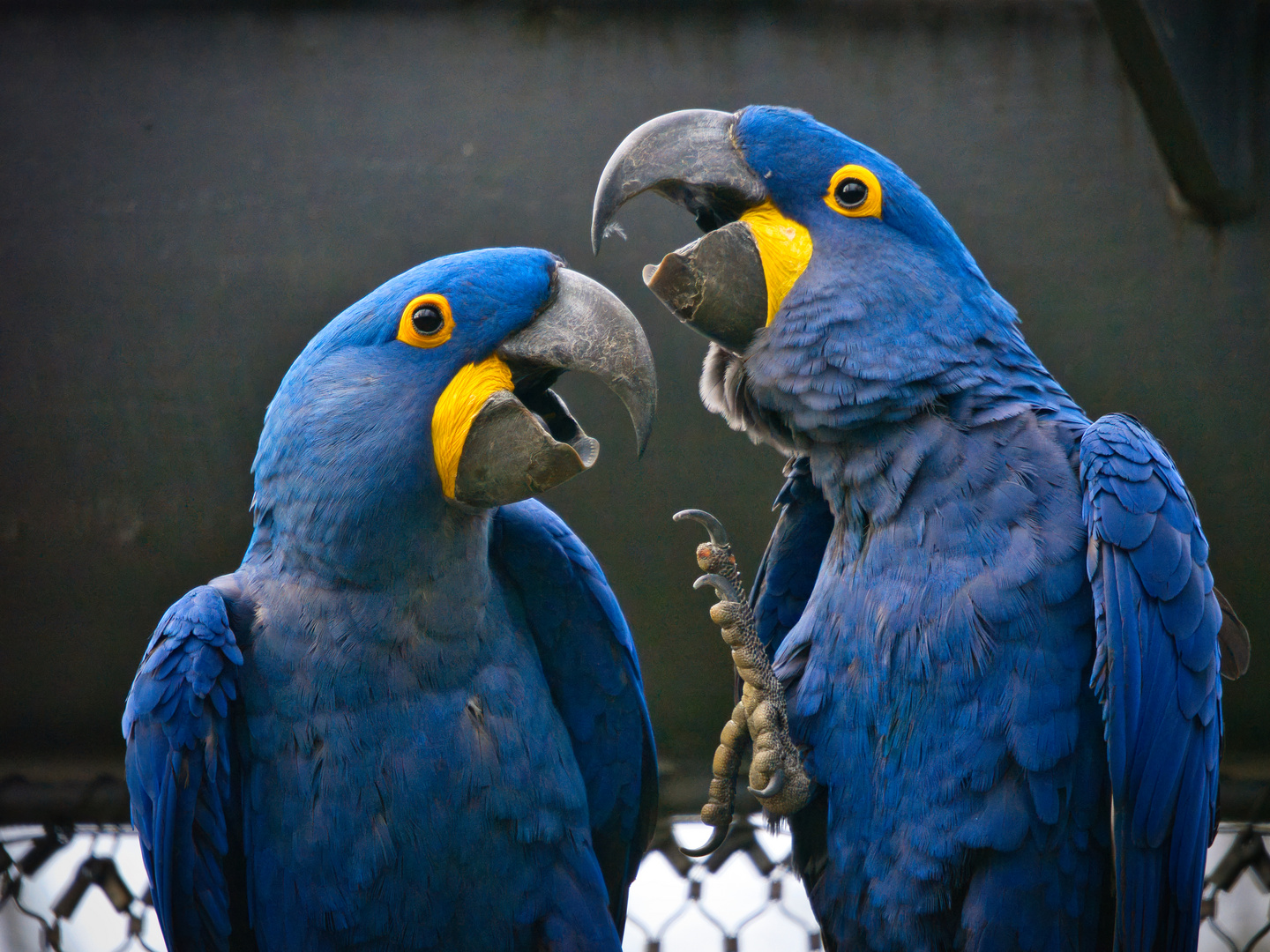 hyazinth-ara-in-love-foto-bild-tiere-zoo-wildpark-falknerei