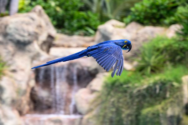 Hyazinth-Ara – König der Lüfte