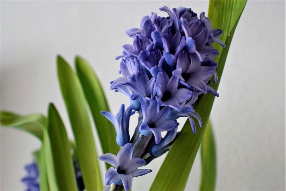 Hyazinthe Foto & Bild naturkreativ, natur, blüten Bilder auf