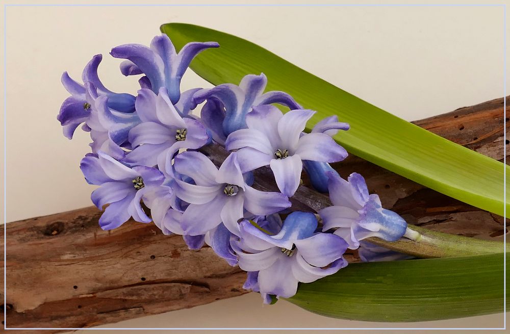 Hyazinthe blau Foto & Bild macro , fotos, natur Bilder auf