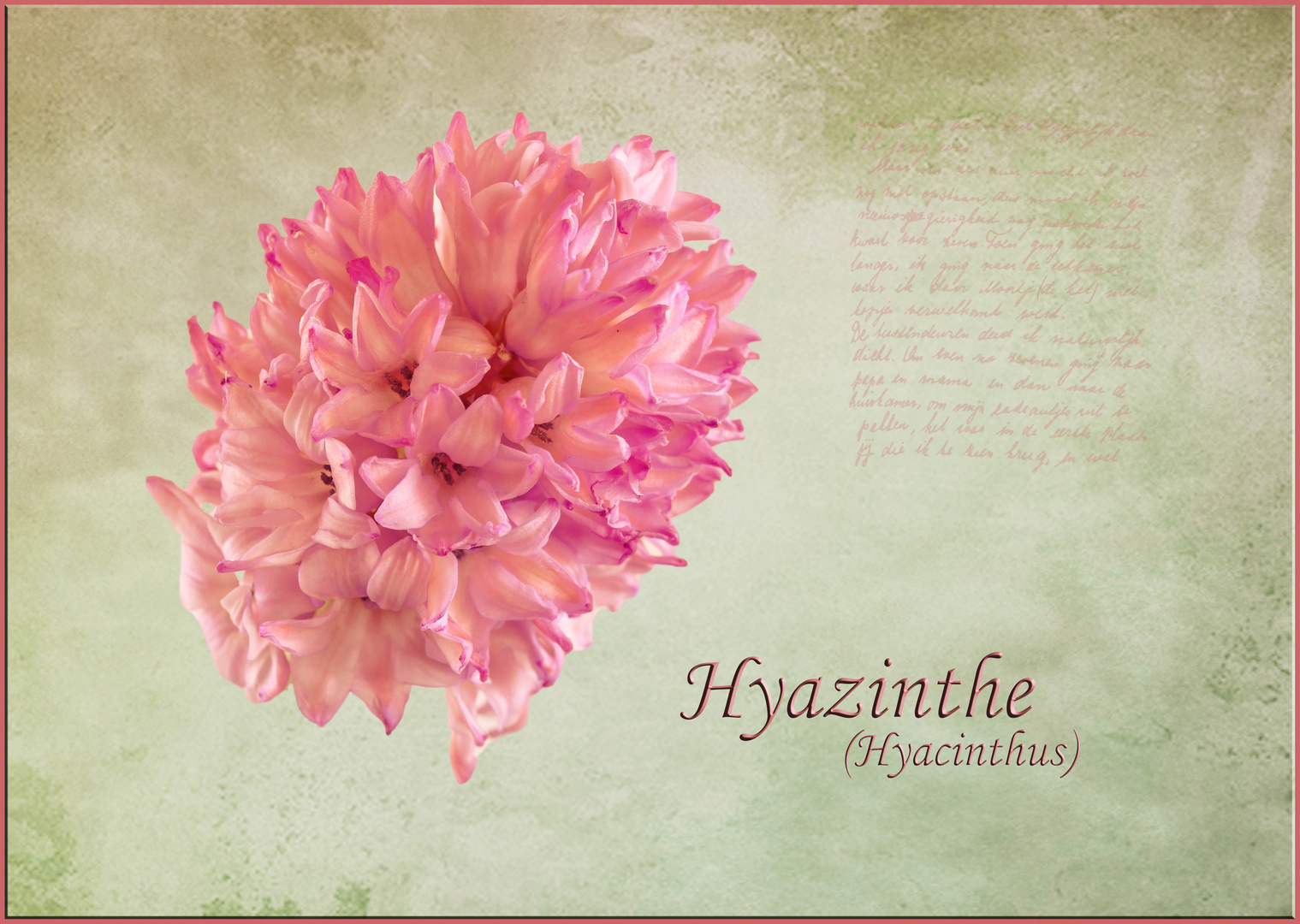 Hyazinthe