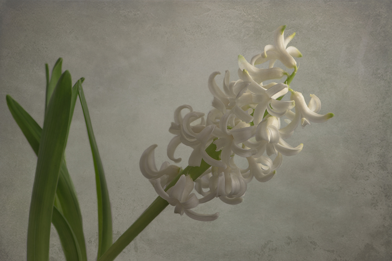 Hyazinthe (Hyacinthus) 