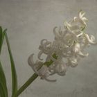 Hyazinthe (Hyacinthus) 