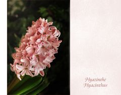 Hyazinthe - Hyacinthus...