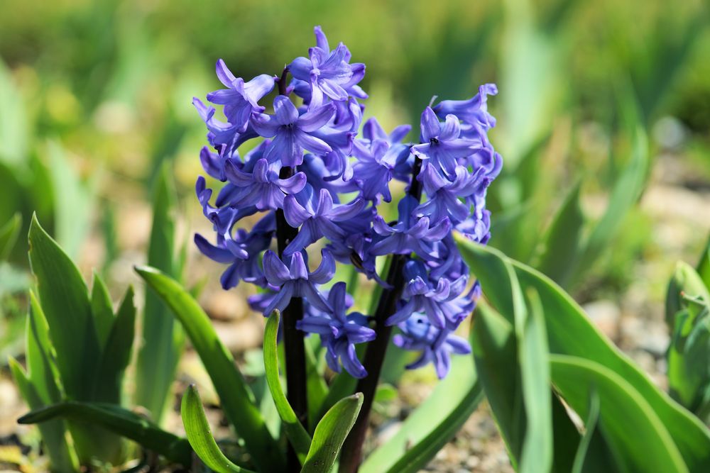 Hyazinthe (Hyacinthus orientalis)