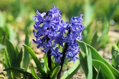 Hyazinthe (Hyacinthus orientalis)