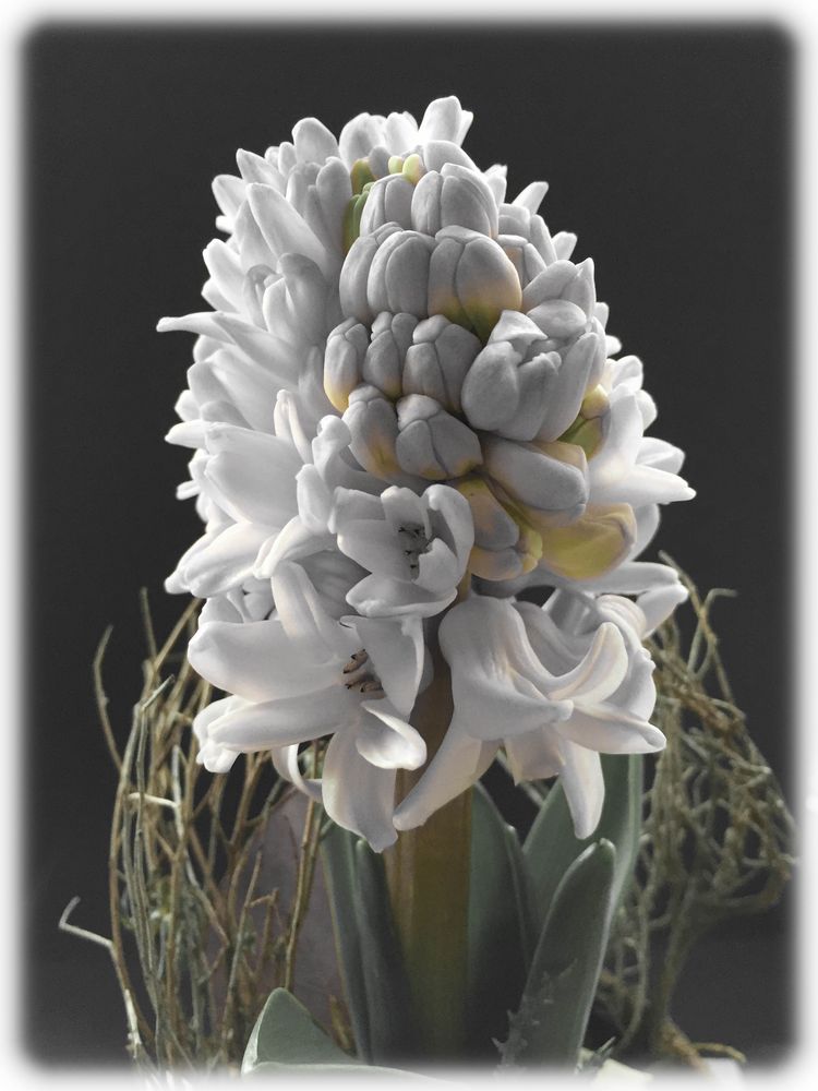 Hyazinthe (Hyacinthus orientalis)