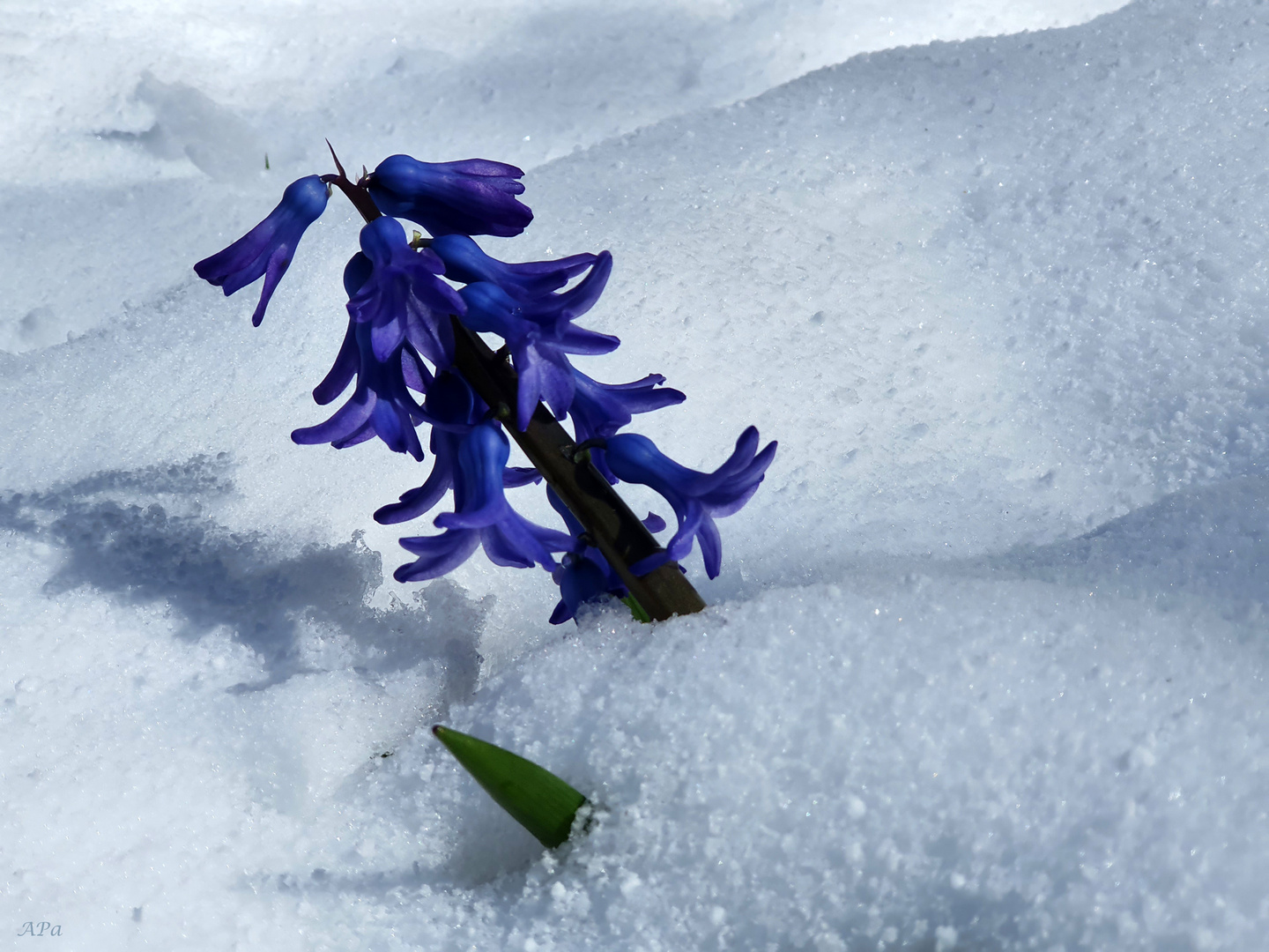 Hyazinthe im Schnee