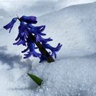 Hyazinthe im Schnee