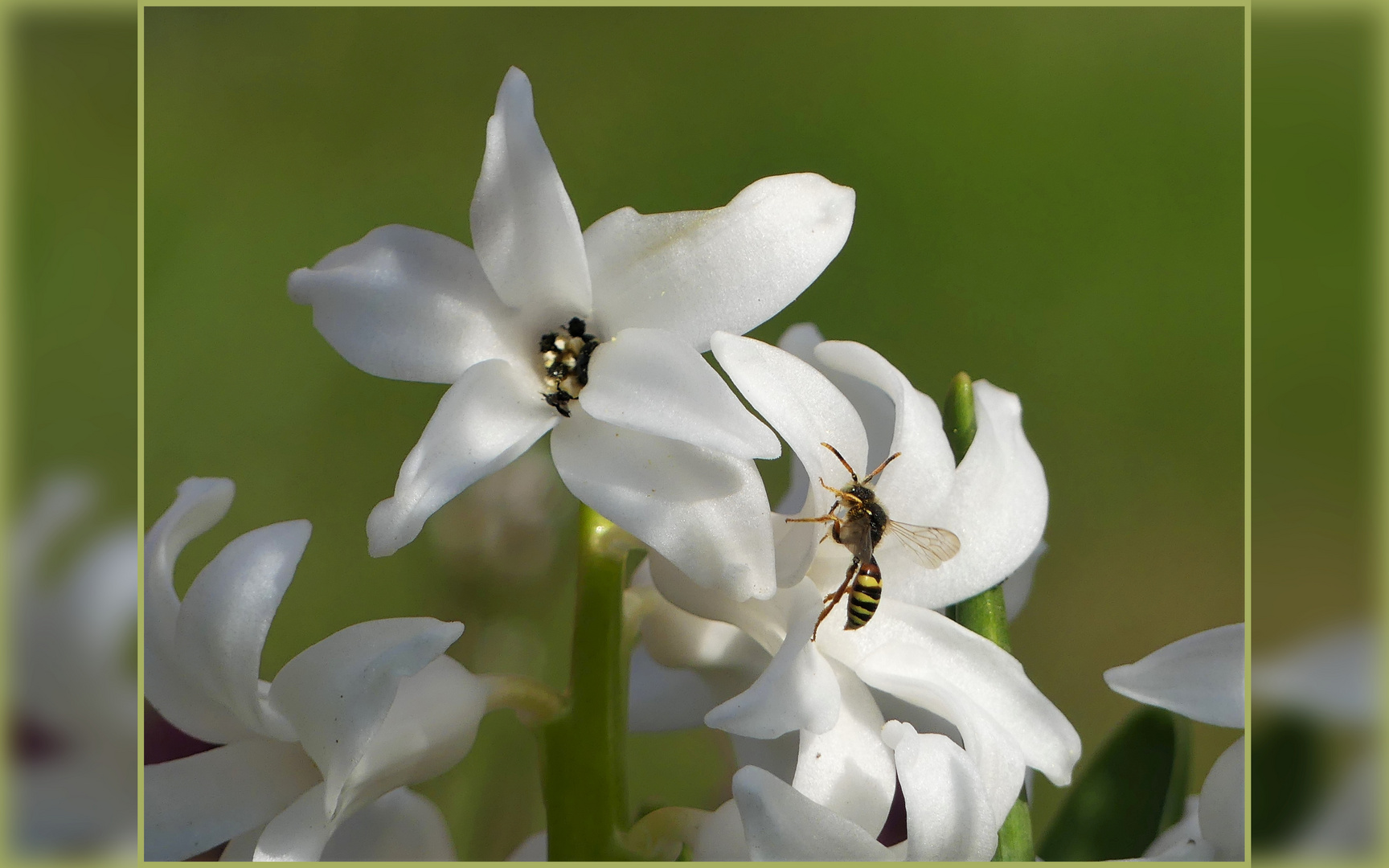 Hyazinthe mit Besuch