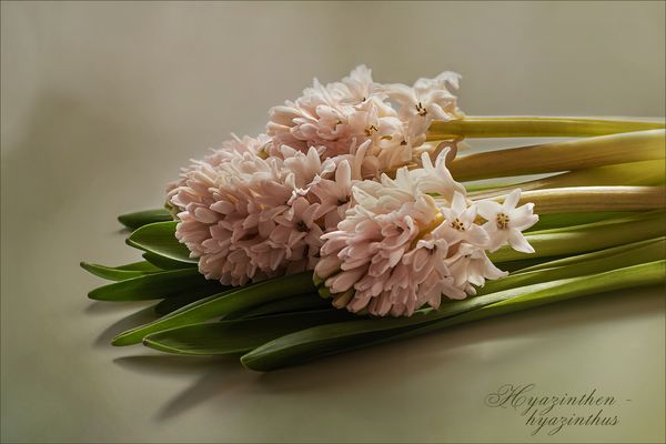 Hyazinthen...