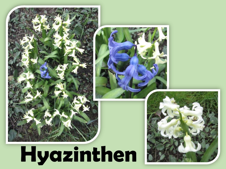 Hyazinthen