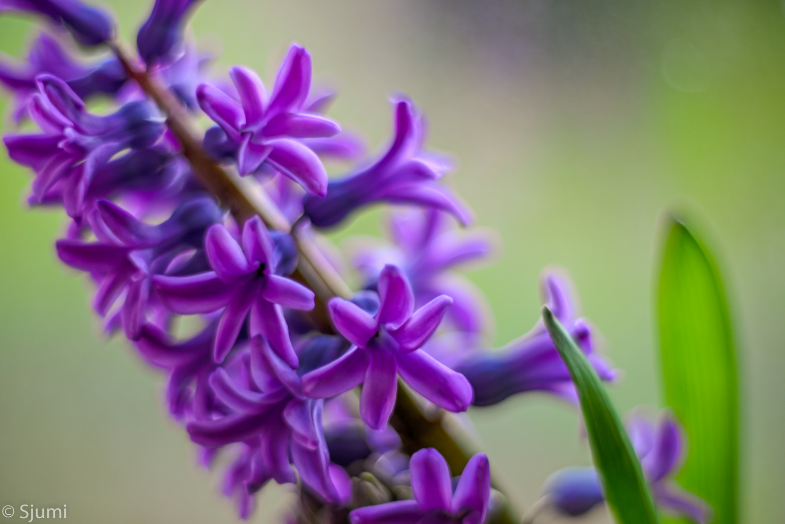 Hyazinthen Blütenzauber Foto & Bild pflanzen, pilze & flechten, blüten & kleinpflanzen