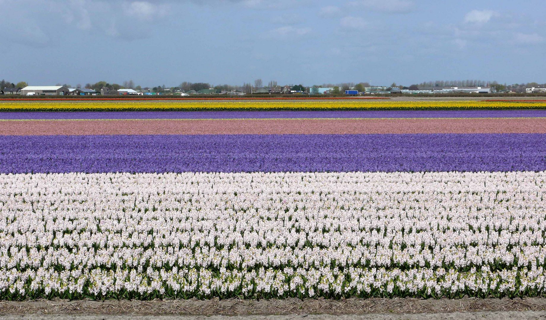 Hyazinthen-Feld