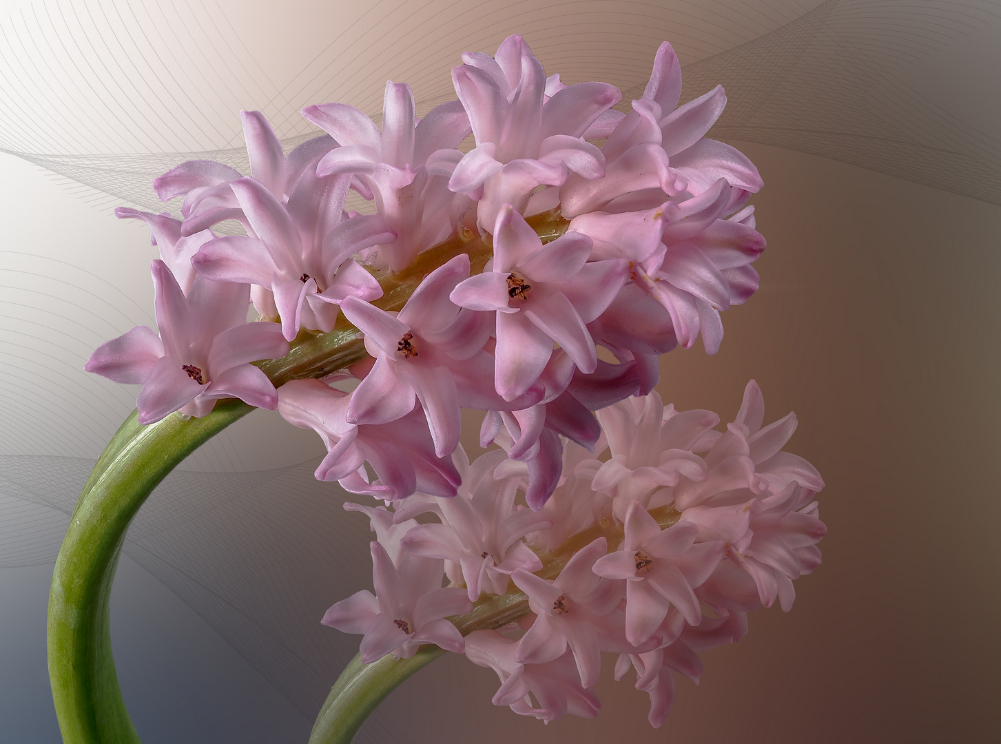  Hyazinthen (Hyacinthus) 