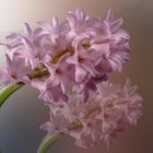  Hyazinthen (Hyacinthus) 