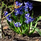 Hyazinthen (Hyacinthus)