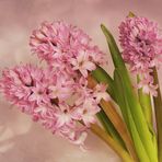  Hyazinthen - Hyacinthus....