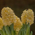  Hyazinthen (Hyacinthus)
