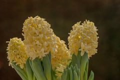  Hyazinthen (Hyacinthus)