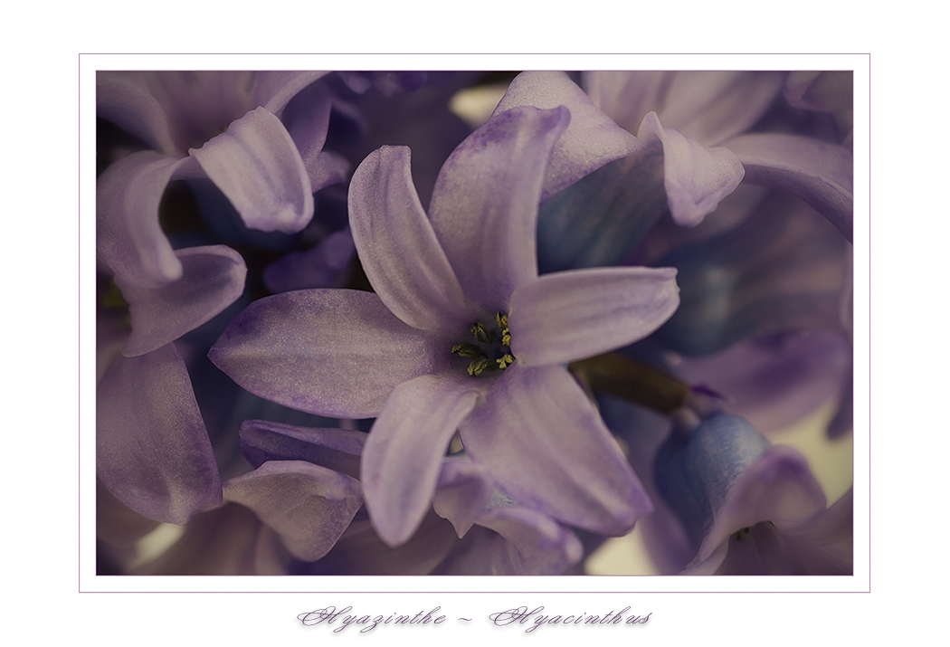 Hyazinthen - Hyacinthus