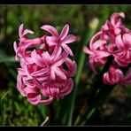 Hyazinthen (Hyacinthus orientalis)