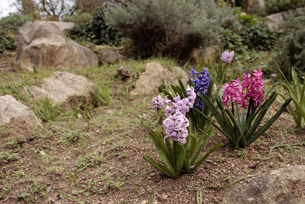 Hyazinthen im Botanischen Garten