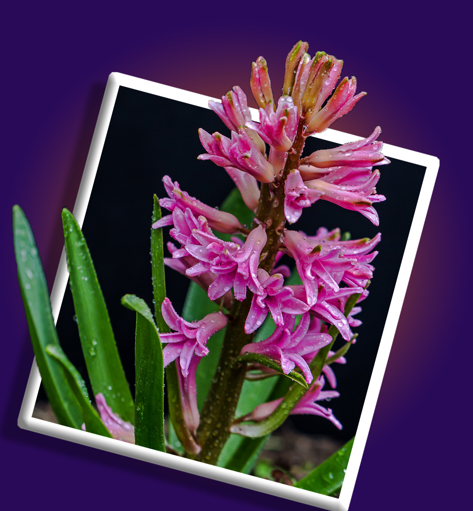 Hyazinthen in voller Blüte Foto & Bild pflanzen, pilze & flechten, blüten & kleinpflanzen