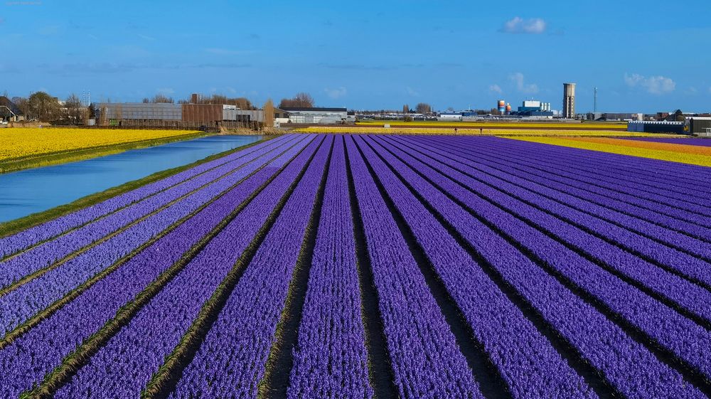 Hyazinthenfeld nahe Lisse