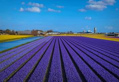 Hyazinthenfeld nahe Lisse